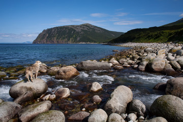 The creek flows into the sea and a dog on a rock. Koni Peninsula, Magadan region, The Sea of Okhotsk, Russia. - obrazy, fototapety, plakaty