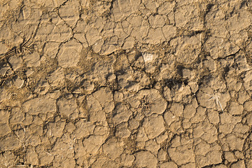 Texture of yellow withered earth with cracks