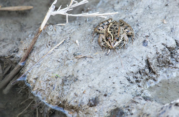 frog on nature
