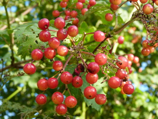 Obraz premium Closeup of bunches of red berries of a Guelder rose or Viburnum.