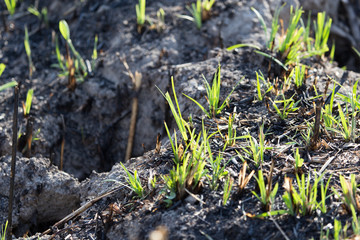 green shoots after a fire