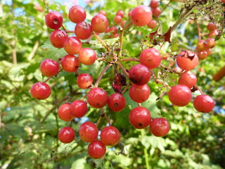 Closeup of bunches of red berries of a Guelder rose or Viburnum.