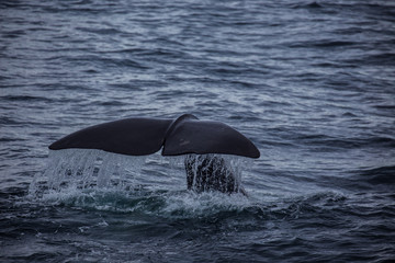 Fototapeta premium Walflosse