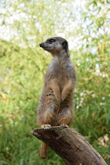meerkat
