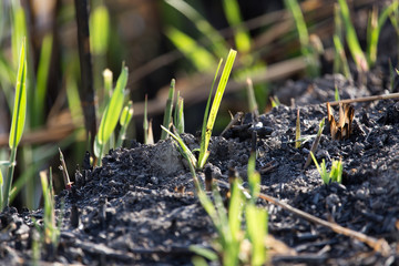 green shoots after a fire