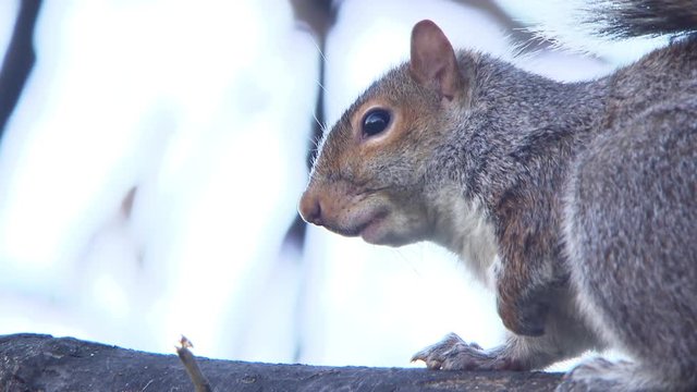 Tight shot of a squirrel on a branch, pull focus of squirell and branches.
