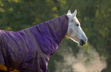 White horse covered with stable rug on a cold autumn morning