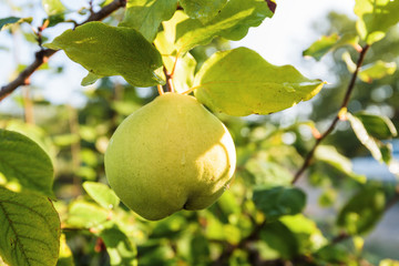 Pear on a branch in a beautiful sunny day.