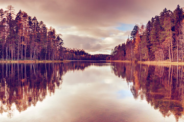 Obraz premium Autumn forest on the bank of the river.