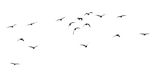 silhouette of a flock of birds on a white background
