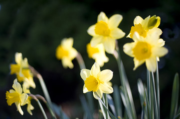 Pretty dainty yellow spring daffodils