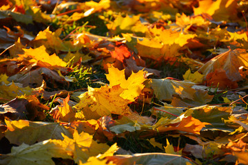 yellow maple leaves