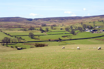 Fototapeta na wymiar Sheep grazing near Wensleydale