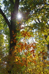 Obraz premium Colored leaves in the rays of the autumn sun