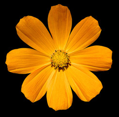 Golden orange flower Primula isolated on black