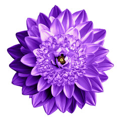 Surrealistic fantasy violet flower macro isolated on white