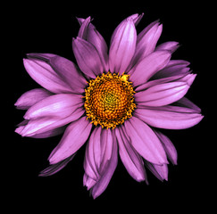 Surreal dark chrome violet decorative sunflower Helinthus macro isolated on black