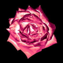 Surreal dark chrome cream pink tender rose flower macro isolated on black