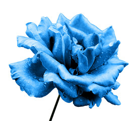 Natural blue rose flower isolated on white