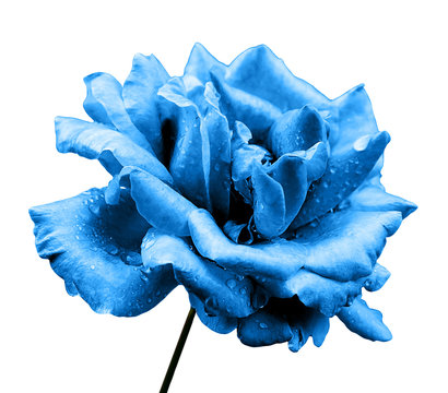 Fototapeta Natural blue rose flower isolated on white