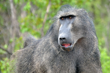 Obraz premium Bemused Baboon