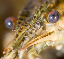 crayfish, close-up eyes