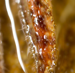 Crayfish as a background. macro