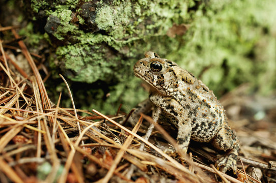 Eastern American Toad (Bufo Americanus Americanus), Gatineau Park; Quebec, Canada