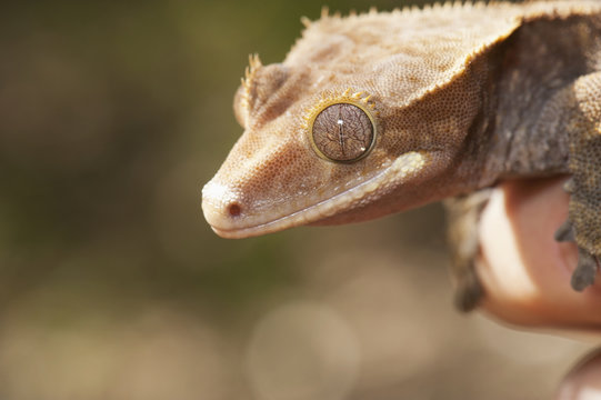 Crested Gecko (Rhacodactylus Ciliatus); California, United States Of America