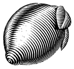 Engraved isolated illustration of a lemon