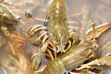 Live crayfish in the water as a background