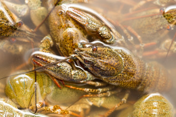 Live crayfish in the water as a background