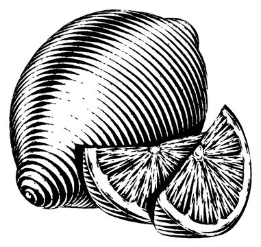Engraved isolated illustration of a lemon
