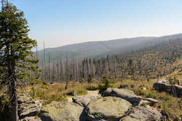 Dreisesselberg - Ausblick auf Waldsterben