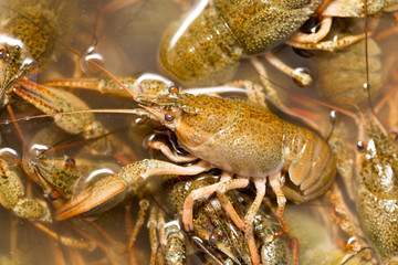 Live crayfish in the water as a background