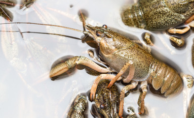 Live crayfish in the water as a background