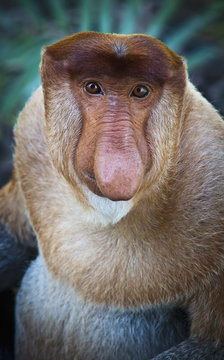 Proboscis monkey (nasalis larvatus);Borneo