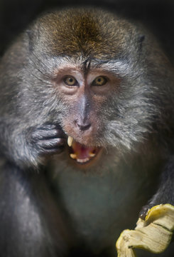 A monkey eating a banana;Ubud bali indonesia