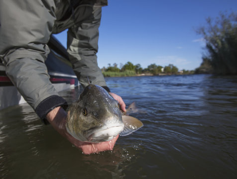 Man holding redfish, Venice, Louisiana, USA