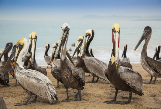 Pelicans on the beach;Puerto vallarta mexico