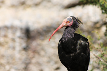 northern bald ibis