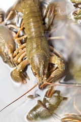 Live crayfish in the water as a background