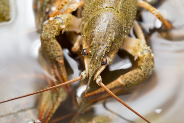 Live crayfish in the water as a background