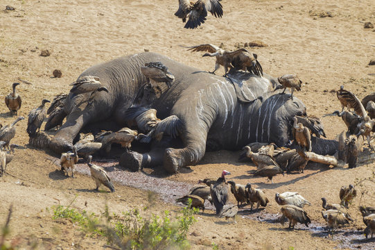 Toter Elefant Kadaver mit Geier