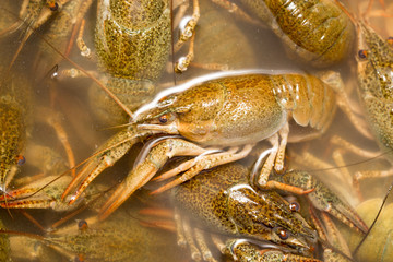 Live crayfish in the water as a background