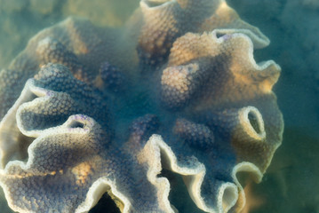 Turbinaria Coral formation