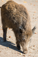 Wildschwein (Sus scrofa)
