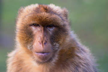 Portrait of a Gibraltar monkey