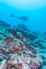 Fototapeta na wymiar A diver swimming over a coral ledge in the ocean, Maldives