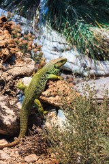Ocellated lizard